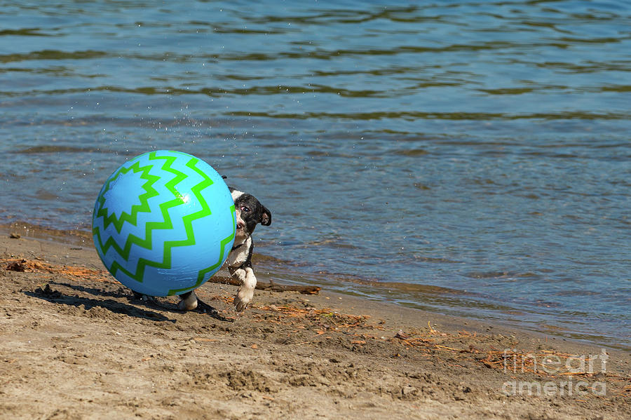 Boston Terrier Peekaboo Photograph by Les Palenik