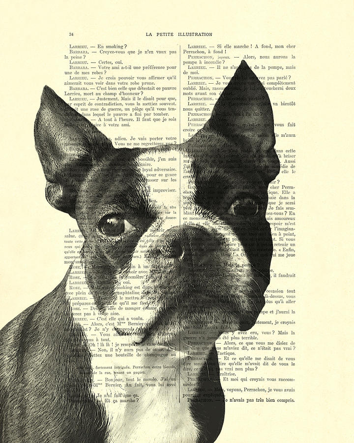 Boston Digital Art - Boston Terrier portrait in black and white by Madame Memento