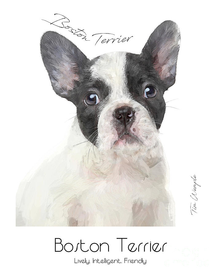 Boston Terrier Poster Digital Art by Tim Wemple