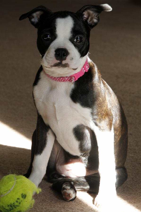 Boston Terrier Pup with Ball Photograph by Valerie Collins