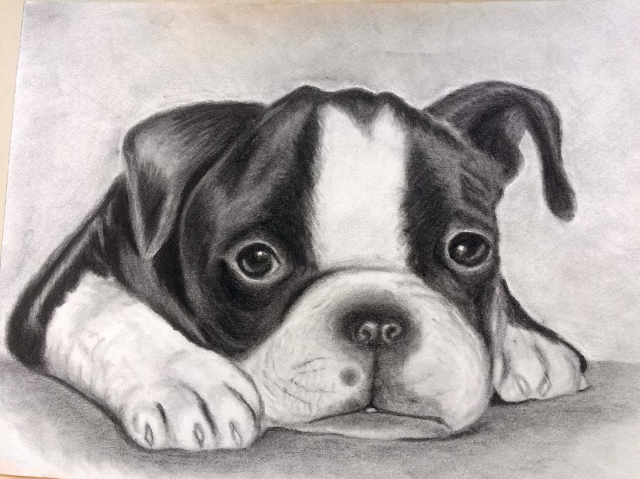 Boston Terrier puppy Drawing by Darlene Pyle | Fine Art America