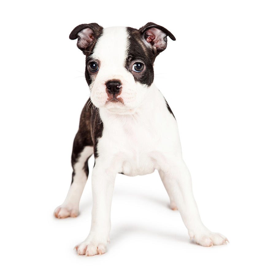 Boston Terrier Puppy Looking at the Camera Photograph by Good Focused