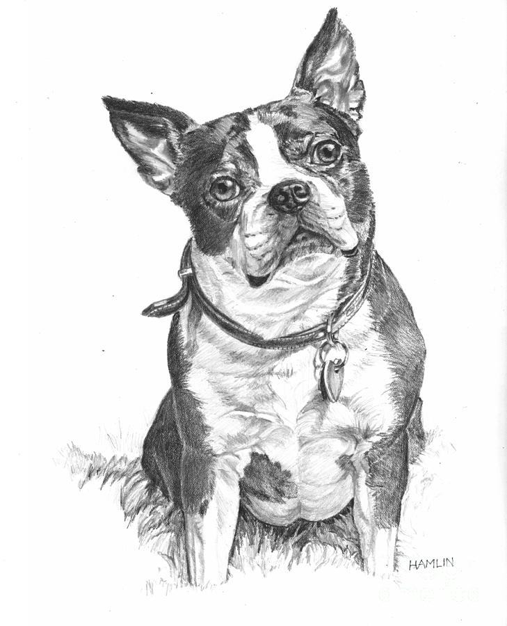 Boston Terrier - Trixie Drawing by Steve Hamlin