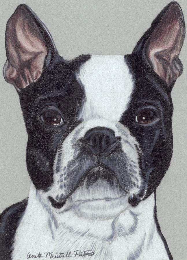 Boston Terrier Drawing by Anita Putman