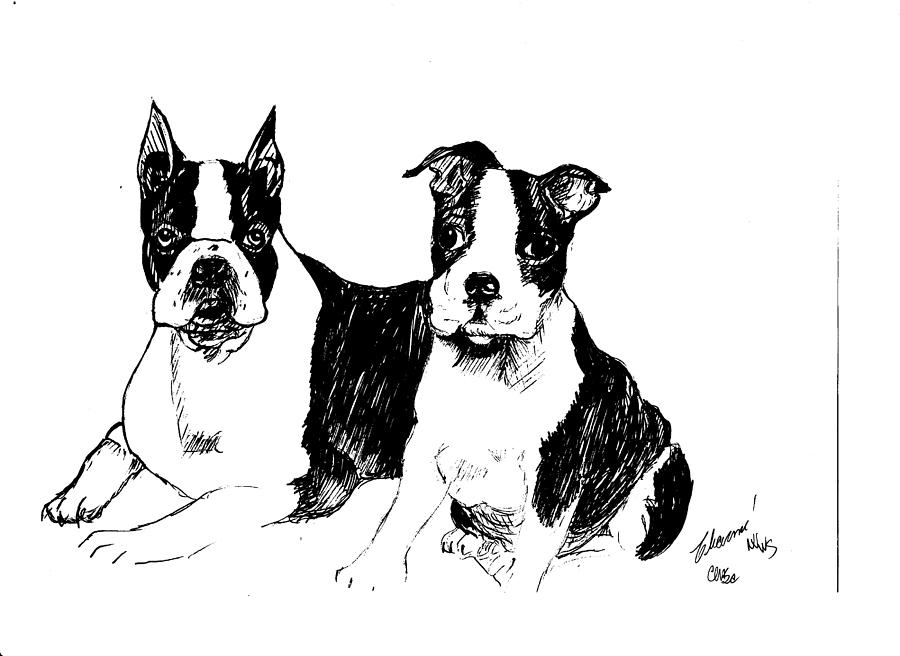 Boston Terriers Drawing by Charme Curtin