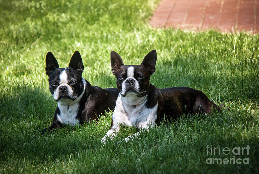 Boston Terriers  Photograph by Robert Bales