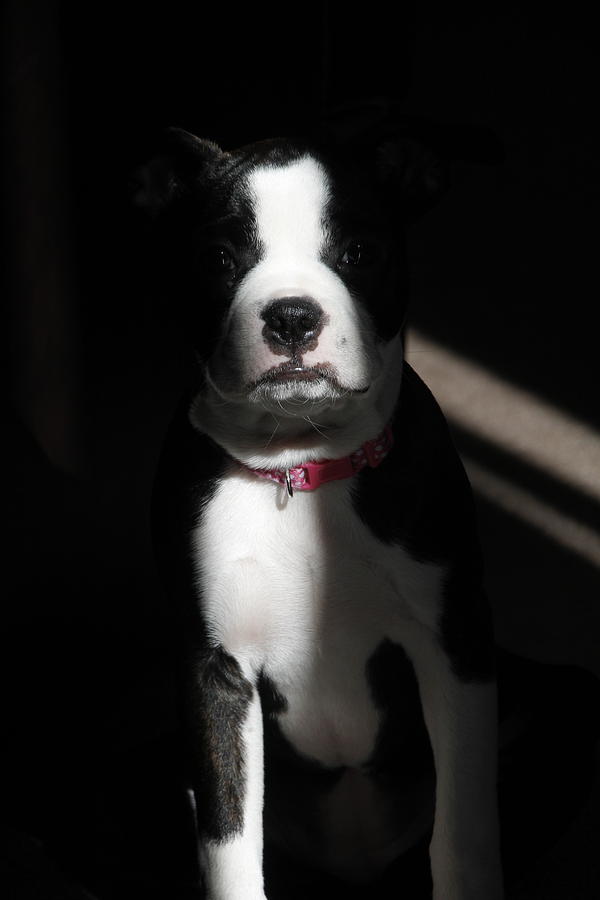 Boston Terrior in Sunlight Photograph by Valerie Collins