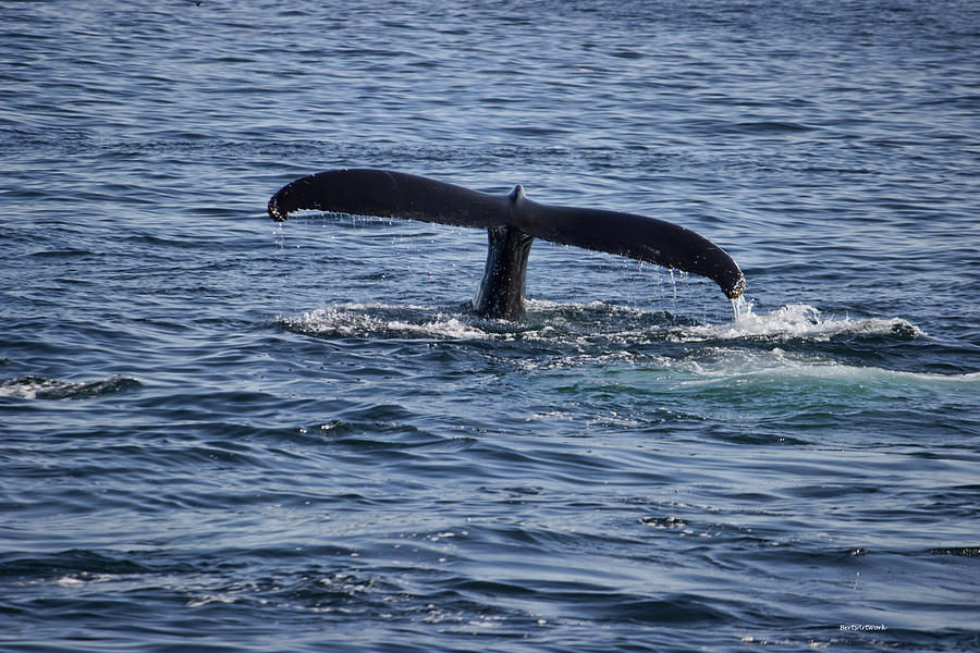 The Whale of a Tail Photograph by Roberta Byram