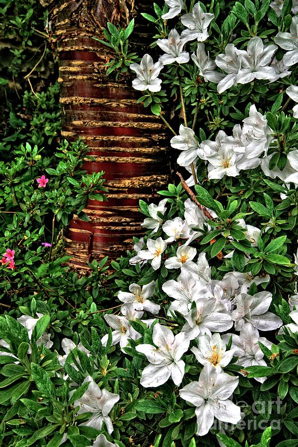 Botanic Garden Flowers Photograph by Martyn Arnold