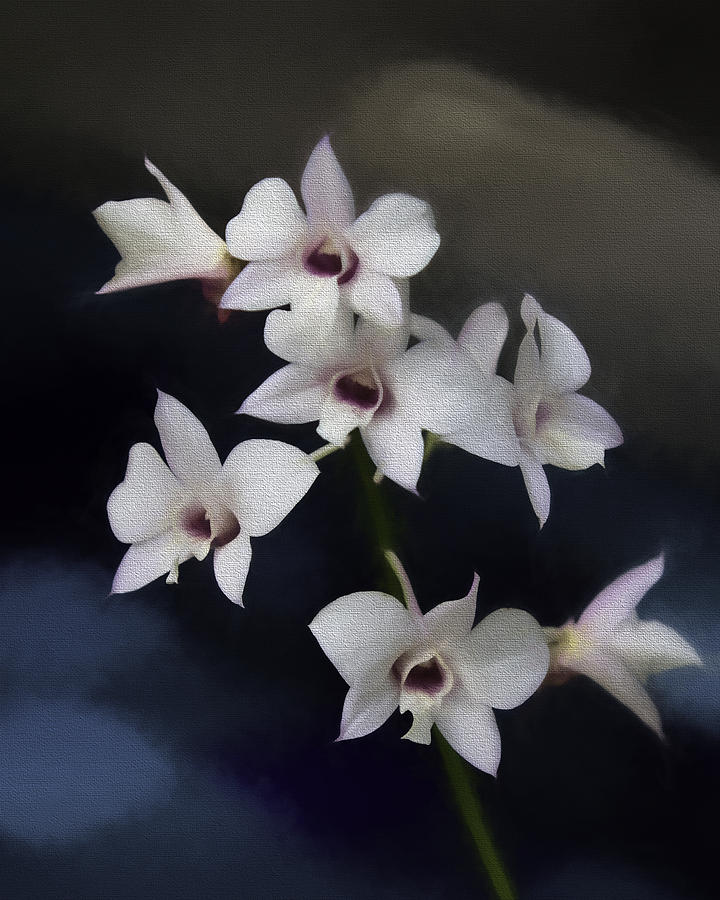 Orchid Photograph - Botanic Garden Orchid Bouquet 4 by Rebecca Snyder