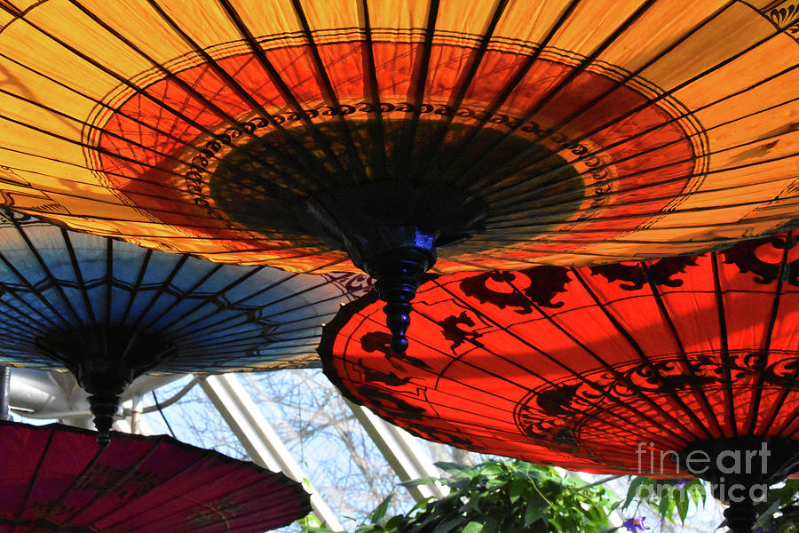 Botanic Garden Umbrellas Photograph by Nancy Mueller