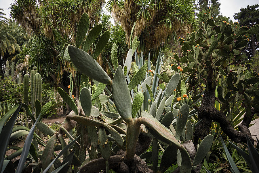 Garden Photograph - Botanic Garden Valencia by For Ninety One Days