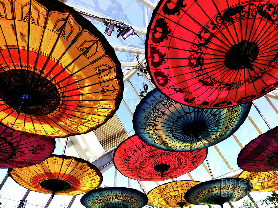 Botanic Umbrellas Photograph by Nancy Mueller