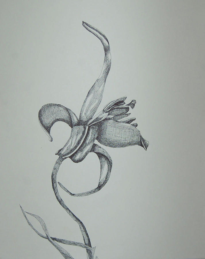 Botanical - Unwinding Drawing by Amber Kalmar