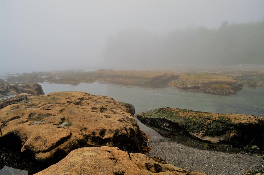Botanical Beach in the fog Photograph by Cheryl Hoyle