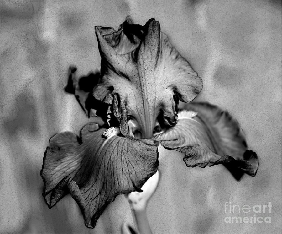 Iris Photograph - Botanical Beauty in Black and White by Sherry Hallemeier
