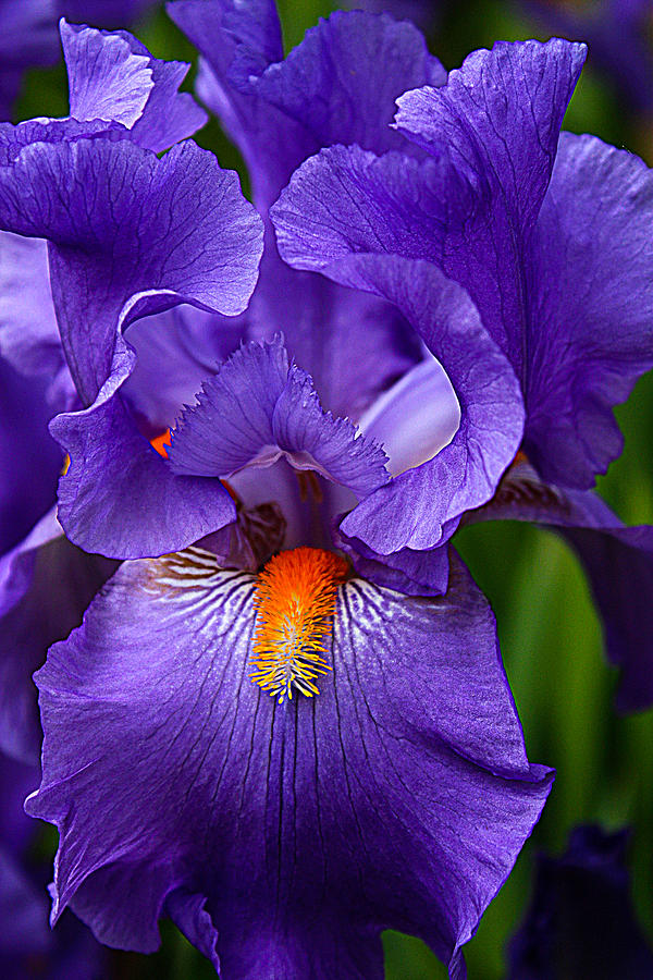 Botanical Beauty in Purple Photograph by Toma Caul