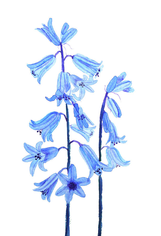 Botanical Bluebell Flower Watercolor  Painting by Color Color