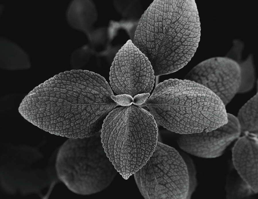 Botanical Photograph by Dave Niedbala