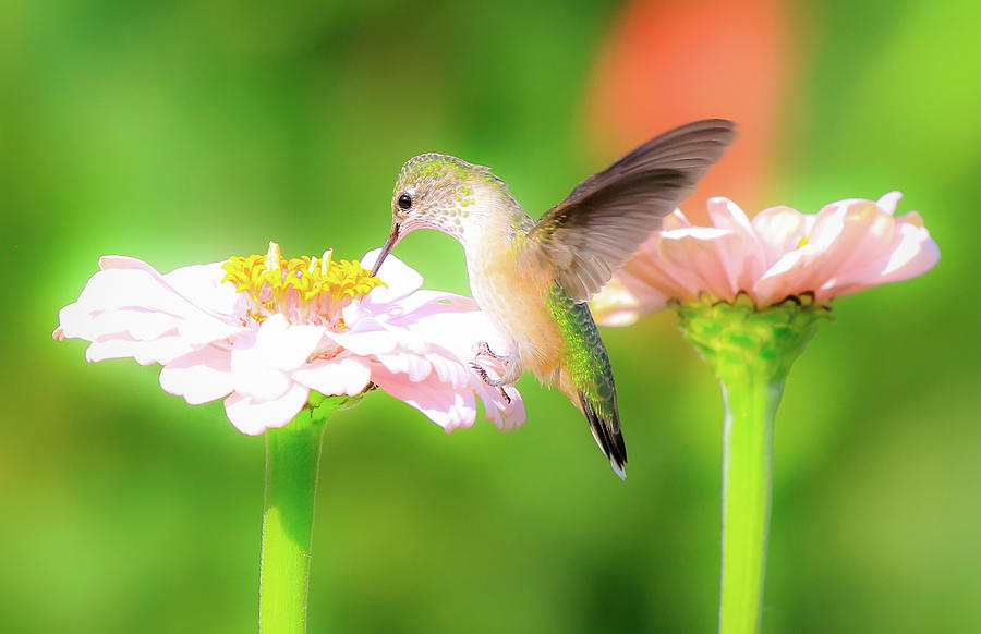 Botanical Garden Hummingbird Photograph by Athena Mckinzie
