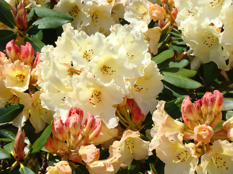 Botanical Garden Rhodies Sunlit Yellow Pink Rhododendrons Photograph