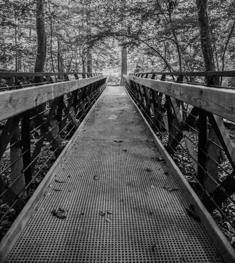 Tree Photograph - Botanical Gardens Bridge by Todd Wise