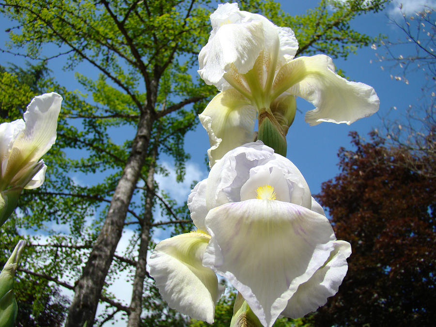 Iris Photograph - Botanical Landscape Trees Blue Sky White Irises Iris Flowers by Patti Baslee