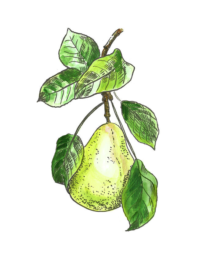 Botanical. Pear 1 Painting by Masha Batkova