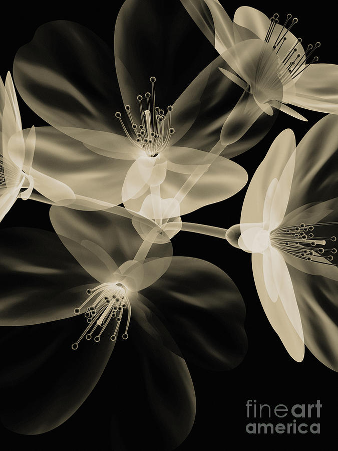 Lily Digital Art - Botanical Study 4 by Brian Drake - Printscapes