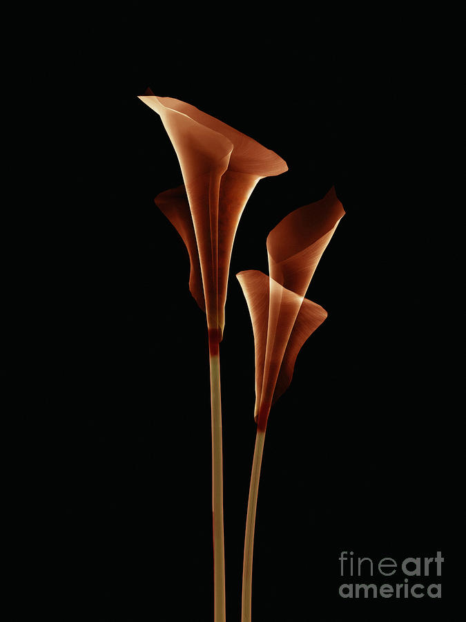Lily Digital Art - Botanical Study 5 by Brian Drake - Printscapes