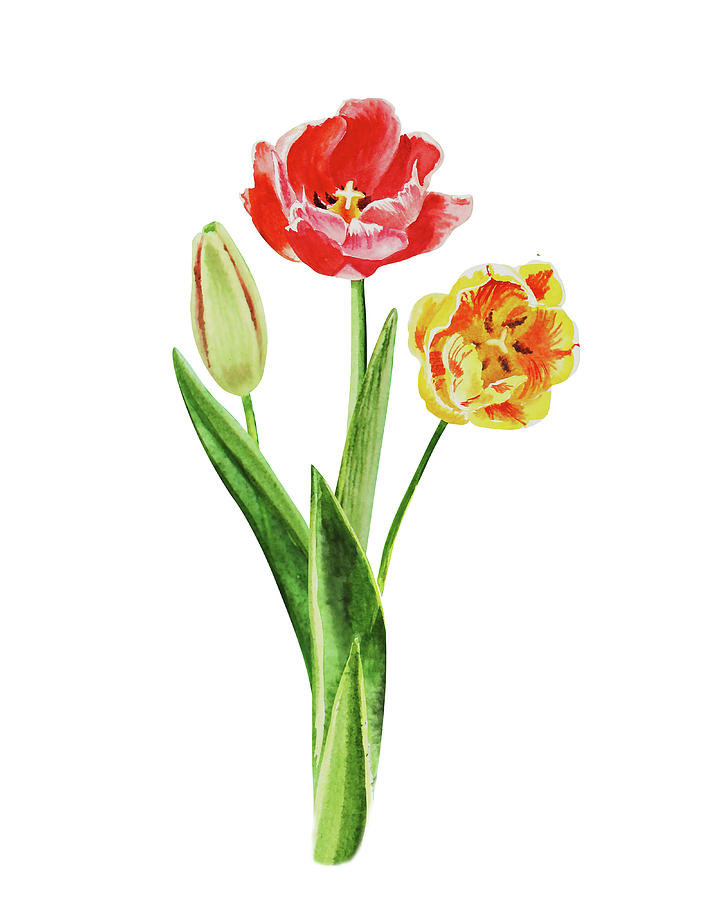 Botanical Tulip Bouquet Watercolor Painting
