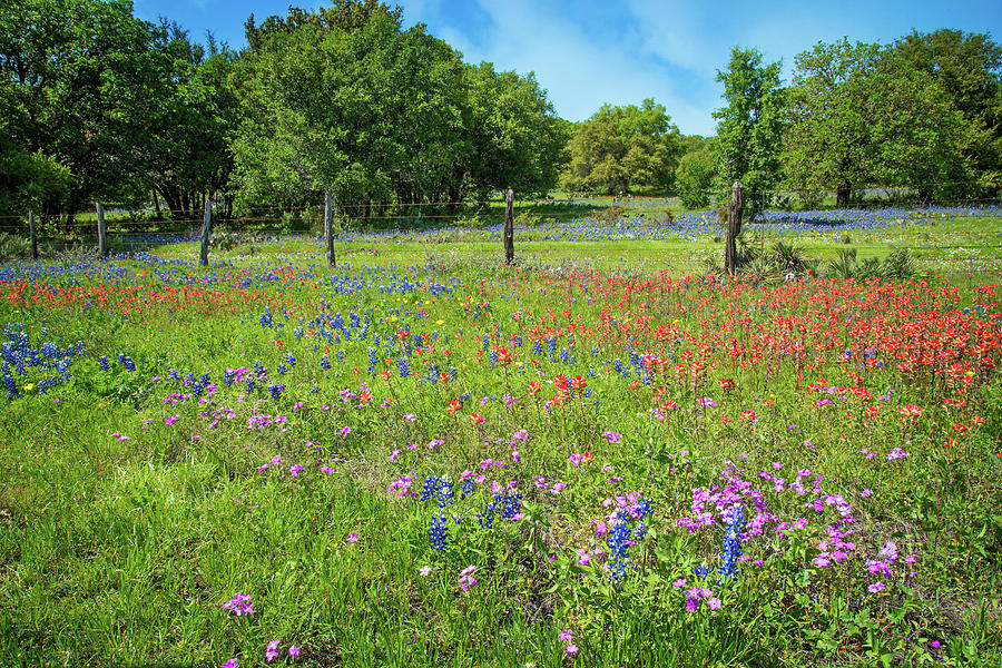 Spring Photograph - Botanical Variety Show in the Texas Hill Country by Lynn Bauer