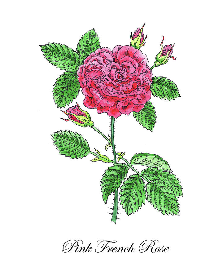 Botanical Watercolor Of French Rose Painting by Irina Sztukowski
