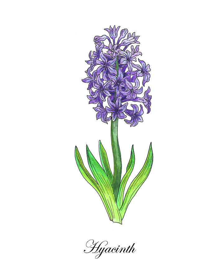 Botanical Watercolor Of Hyacinth Flower Painting by Irina Sztukowski