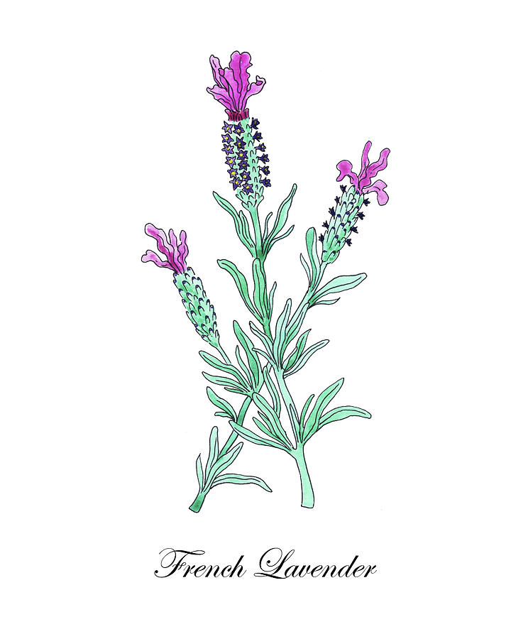Botanical Watercolor Of Lavender Flower Painting