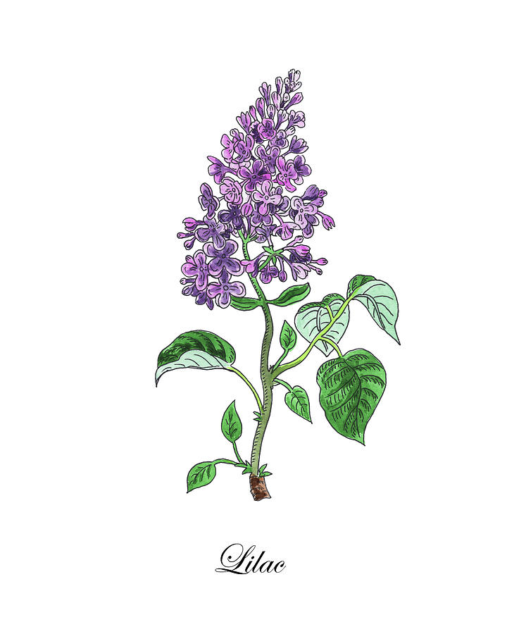 Botanical Watercolor Of Lilac Flower Painting