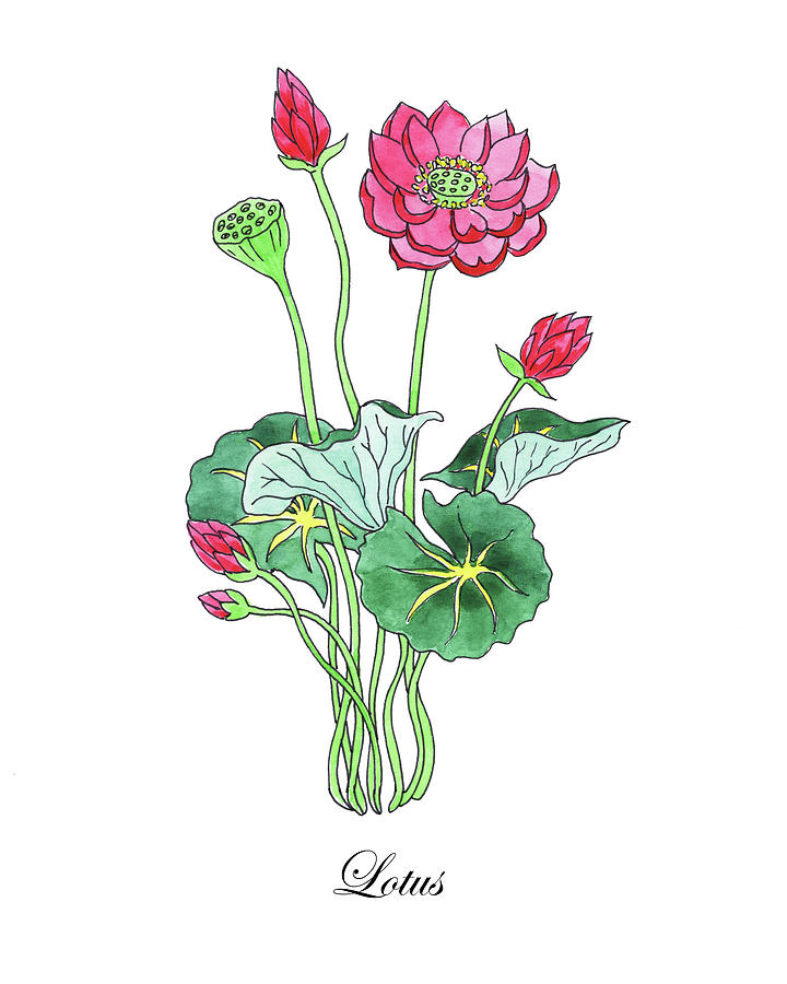 Botanical Watercolor Of Lotus Flower Painting