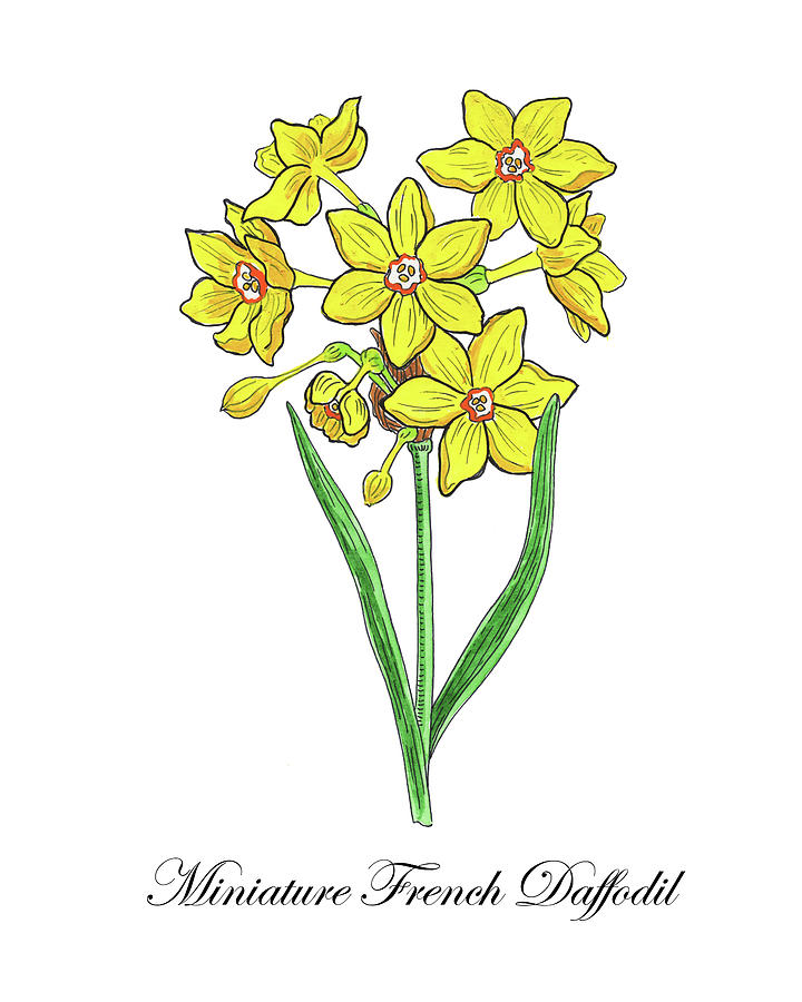 Botanical Watercolor Of Miniature Daffodil Painting