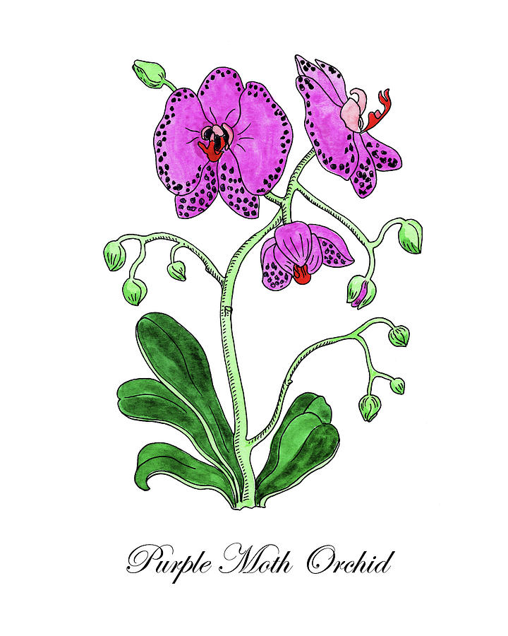 Botanical Watercolor Of Moth Orchid Painting