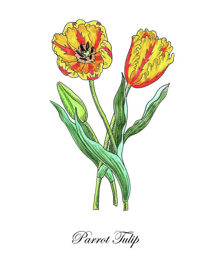 Botanical Watercolor Of Parrot Tulips Painting