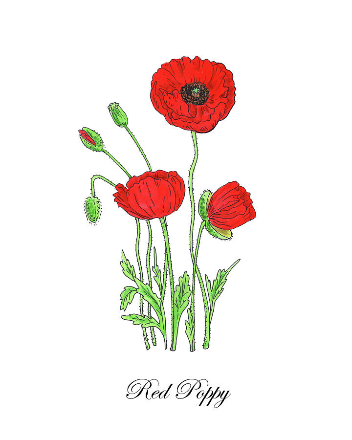 Botanical Watercolor Of Red Poppy Flowers Painting