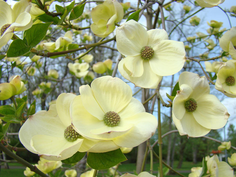 Tree Photograph - Botanical White Yellow Dogwood Flowering Tree Baslee Troutman by Patti Baslee