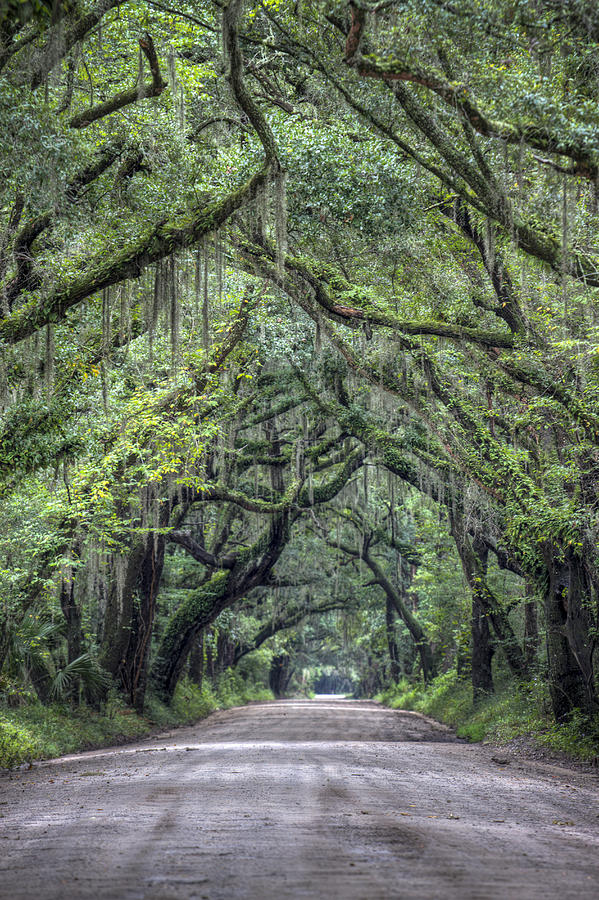 South Carolina Photograph - Botany Bay Country Road by Dustin K Ryan