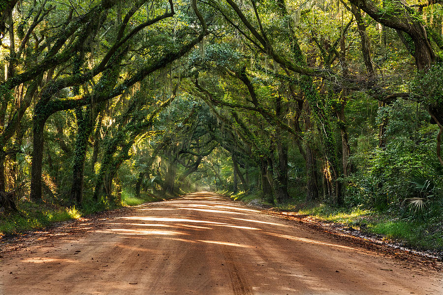 Botany Bay Plantation Photograph By Alex Mironyuk - Fine Art America