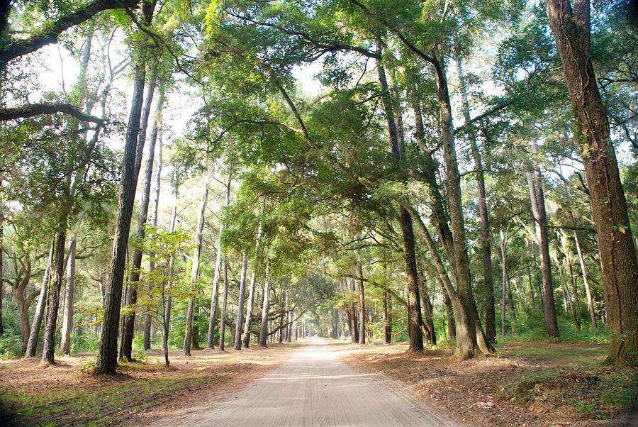 Botany Bay Road Photograph by Caroline Harris Fine Art America