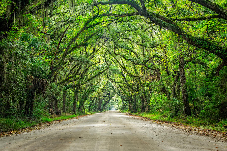 Botany Bay Road Photograph by Jason Frye - Pixels