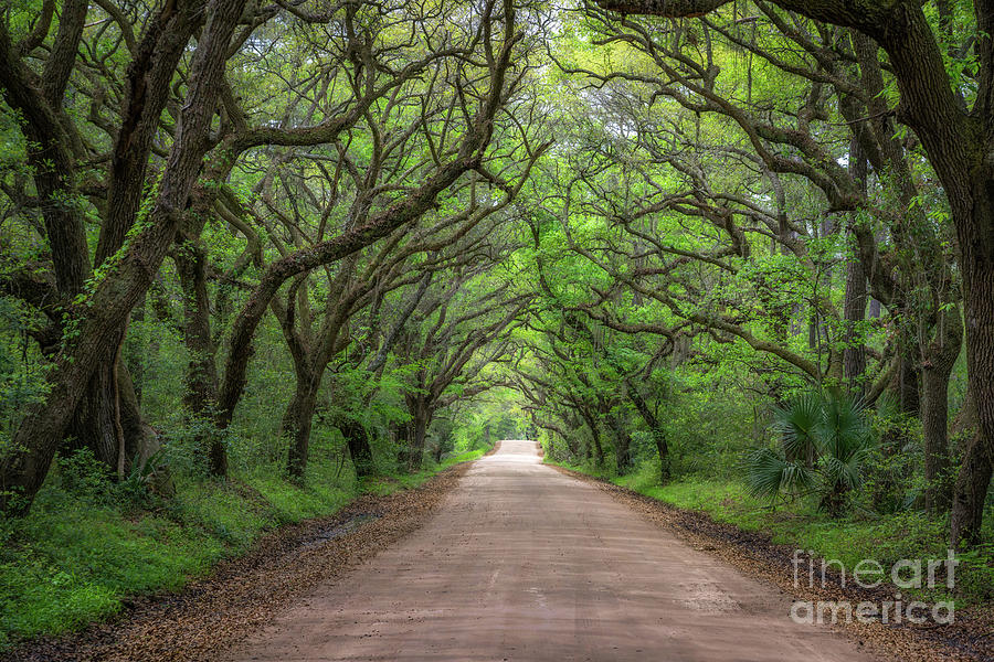 Tree Photograph - Botany Bay Road  by Michael Ver Sprill