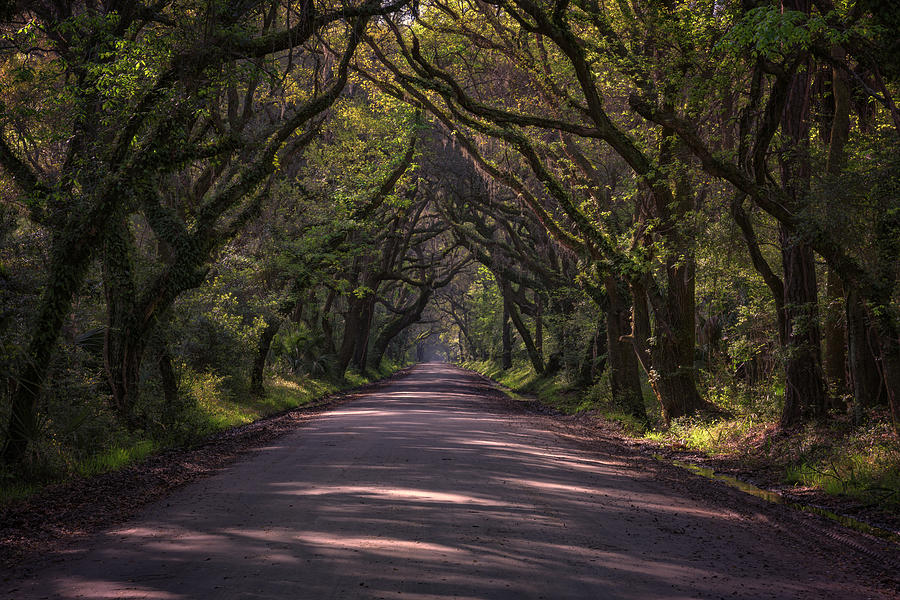 Landscape Photograph - Botany Bay Road by Rick Berk