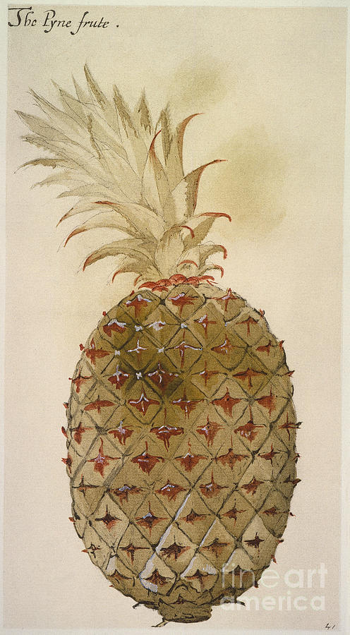 Botany: Pineapple, 1585 Photograph by Granger