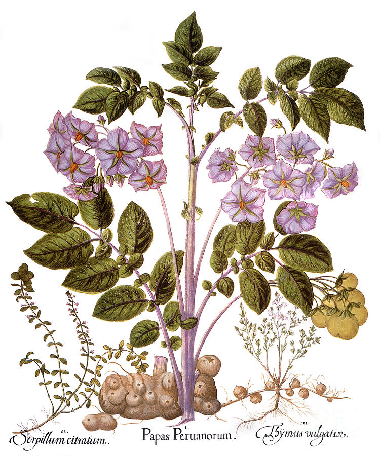 Botany, Potato Plant Drawing by Granger